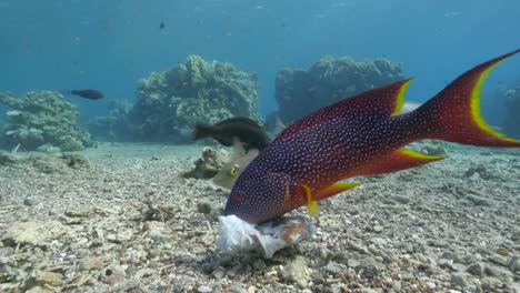 Coral-grouper-eating-an-octopus