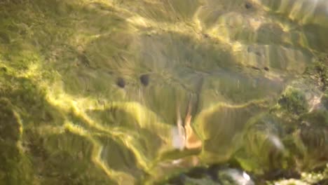 Small-crab-close-up-under-water