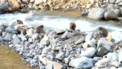 Japanese-macaque