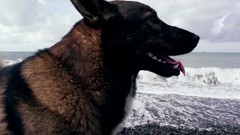 Perro-en-la-orilla-de-guijarros-del-mar-gris