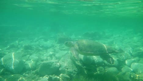 Large-sea-turtle-swimming-in-blue-sea-under-the-water-surface.