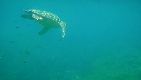 Large-sea-turtle-swimming-in-blue-sea-under-the-water-surface.