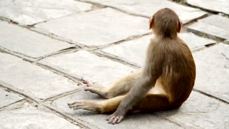 Young-monkey-in-the-city-of-Kathmandu