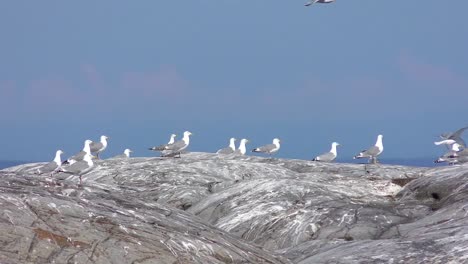 Blick-auf-Möwen-fliegen-über-Felsen