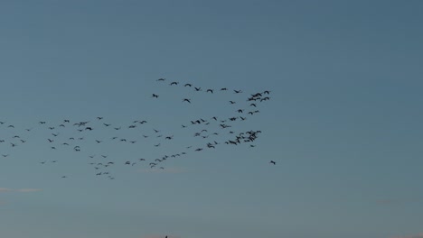 Lesser-Flamingo-Phoenicopterus-minor,-Gruppe-im-Flug,-Kolonie-am-Lake-Bogoria-in-Kenia,-Slow-Motion-4K