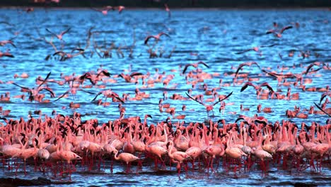 Lesser-Flamingo-Phoenicopterus-minor,-Gruppe-im-Flug,-Ausziehen-aus-Wasser,-Kolonie-am-Lake-Bogoria-in-Kenia,-Slow-Motion-4K