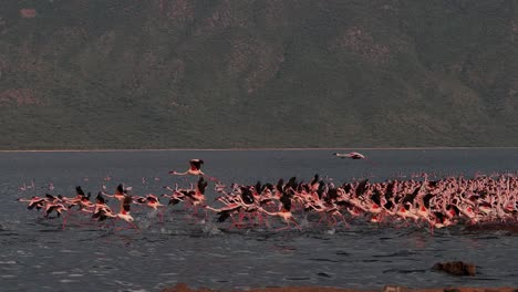 Lesser-Flamingo-Phoenicopterus-minor,-Gruppe-im-Flug,-Ausziehen-aus-Wasser,-Kolonie-am-Lake-Bogoria-in-Kenia,-Slow-Motion-4K