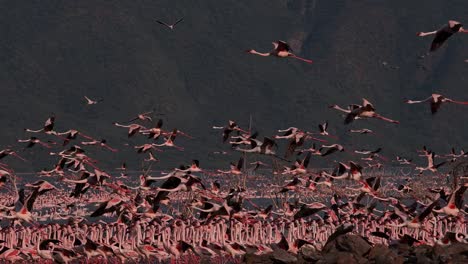 Grupo-menor-de-flamencos,-phoenicopterus-minor,-en-vuelo,-despegando-del-agua,-Colonia-lago-Bogoria-en-Kenia,-lenta-4K