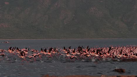 Grupo-menor-de-flamencos,-phoenicopterus-minor,-en-vuelo,-despegando-del-agua,-Colonia-lago-Bogoria-en-Kenia,-lenta-4K