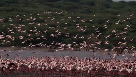 Grupo-menor-de-flamencos,-phoenicopterus-minor,-en-vuelo,-despegando-del-agua,-Colonia-lago-Bogoria-en-Kenia,-lenta-4K