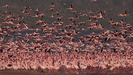 Grupo-menor-de-flamencos,-phoenicopterus-minor,-en-vuelo,-despegando-del-agua,-Colonia-lago-Bogoria-en-Kenia,-lenta-4K