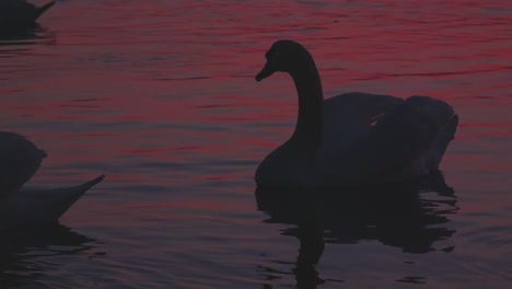 Silhouetten-von-weißen-Schwänen-auf-See-bei-Sonnenuntergang.