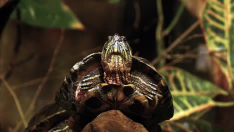 Red-Eared-Terrapin,-ist-Scripta-Elegans,-Real-Time-4K