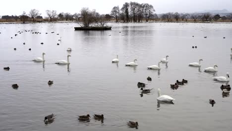 Lake-flying-swan