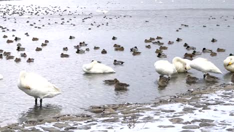 Fliegenden-Schwan-See