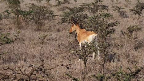 Hartebeest,-buselaphus-Caama,-par-de-pie-en-la-sabana,-Parque-Masai-Mara,-Kenya,-en-tiempo-Real-4K