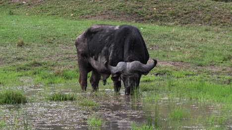 African-Buffalo,-syncerus-caffer,-Male-feeding-in-Swamp,-Masai-Mara-Park-in-Kenya,-Real-Time-4K