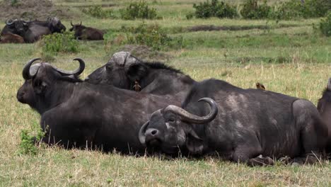 Afrikanischer-Büffel,-Syncerus-Caffer,-Gruppe-ruht,-Masai-Mara-Park-in-Kenia,-Real-Time-4K