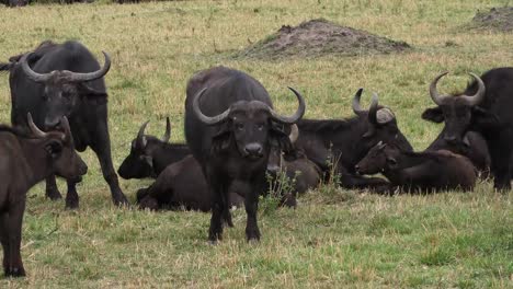 Afrikanischer-Büffel,-Syncerus-Caffer,-Gruppe-ruht,-Masai-Mara-Park-in-Kenia,-Real-Time-4K