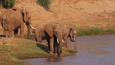 African-Elephant,-loxodonta-africana,-Group-at-River,-Samburu-Park-in-Kenya,-Real-Time-4K