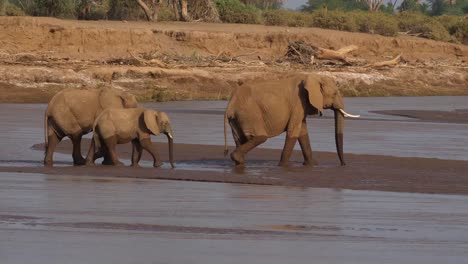 Afrikanischer-Elefant,-Loxodonta-Africana,-Gruppe-Fluss,-Samburu-Park-in-Kenia,-Real-Time-4K