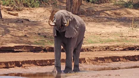 Afrikanischer-Elefant,-Loxodonta-Africana,-Erwachsenen-Trinken-am-Fluss,-Samburu-Park-in-Kenia,-Real-Time-4K