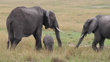 African-Elephant,-loxodonta-africana,-Group-Eating-Grass,-Masai-Mara-Park-in-Kenya,-Real-Time-4K
