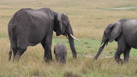 Elefante-africano,-loxodonta-africana,-grupo-comer-hierba,-Parque-Masai-Mara-en-Kenia,-en-tiempo-Real-4K