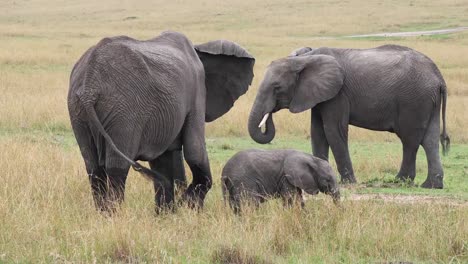 African-Elephant,-loxodonta-africana,-Group-Eating-Grass,-Masai-Mara-Park-in-Kenya,-Real-Time-4K