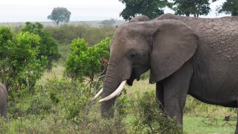 African-Elephant,-loxodonta-africana,-Masai-Mara-Park-in-Kenya,-Real-Time-4K