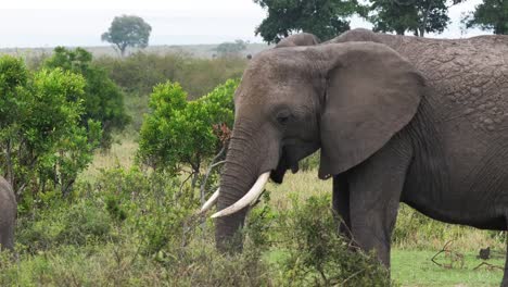 Afrikanischer-Elefant,-Loxodonta-Africana,-Masai-Mara-Park-in-Kenia,-Real-Time-4K