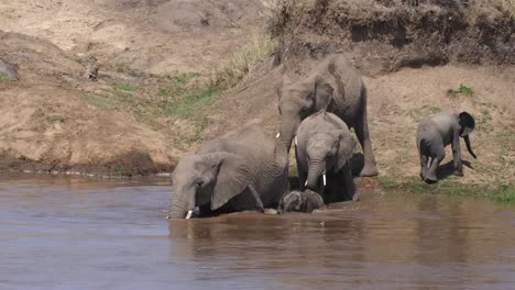 Afrikanischer-Elefant,-Loxodonta-Africana,-Gruppe-Fluss,-Masai-Mara-Park-in-Kenia,-Real-Time-4K