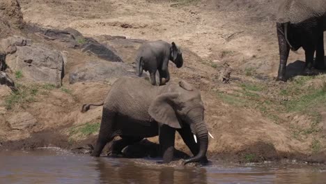 Afrikanischer-Elefant,-Loxodonta-Africana,-Masai-Mara-Park-in-Kenia,-Real-Time-4K