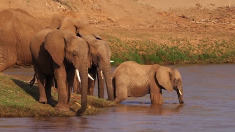 African-Elephant,-loxodonta-africana,-Group-drinking-Water-at-River,-Samburu-Park-in-Kenya,-Real-Time-4K