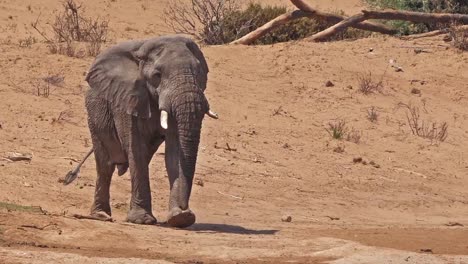 African-Elephant,-loxodonta-africana,-Samburu-Park-in-Kenya,-Real-Time-4K