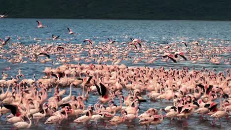 Lesser-Flamingo,-Phoenicopterus-minor,-Kolonie-am-Lake-Bogoria-in-Kenia,-Real-Time-4K