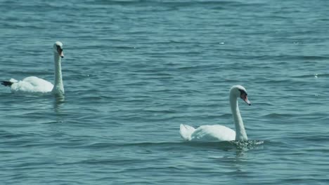 Ein-paar-weiße-Schwäne-schwimmen-in-Ohrid-See