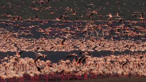 Lesser-Flamingo,-phoenicopterus-minor,-Group-in-Flight,-Colony-at-Bogoria-Lake-in-Kenya,-Real-Time-4K