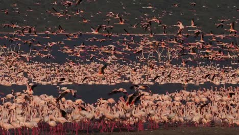 Grupo-menor-de-flamencos,-phoenicopterus-minor,-en-vuelo,-Colonia-lago-Bogoria-en-Kenia,-en-tiempo-Real-4K