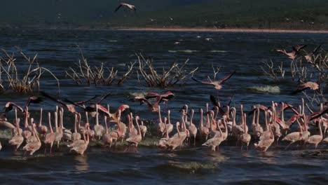 Grupo-menor-de-flamencos,-phoenicopterus-minor,-en-vuelo,-Colonia-lago-Bogoria-en-Kenia,-en-tiempo-Real-4K