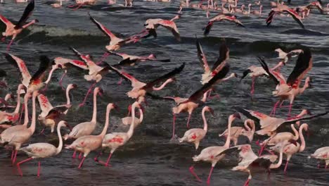 Lesser-Flamingo,-phoenicopterus-minor,-Group-in-Flight,-Colony-at-Bogoria-Lake-in-Kenya,-Real-Time-4K