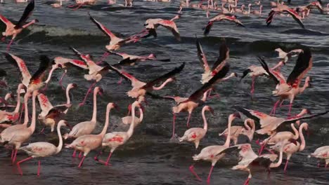 Lesser-Flamingo-Phoenicopterus-minor,-Gruppe-im-Flug,-Kolonie-am-Lake-Bogoria-in-Kenia,-Real-Time-4K