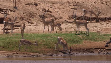 Grant's-Gazelle,-gazella-granti,-Group-drinking-Water-at-River,-Samburu-Park-in-Kenya,-Real-Time-4K