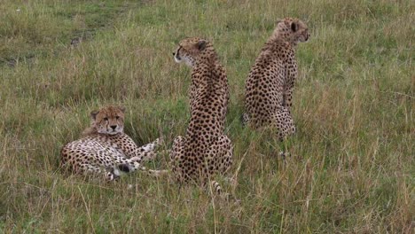 Cheetah,-acinonyx-jubatus,-Adults-standing-on-Grass,-Masai-Mara-Park-in-Kenya,-Real-Time-4K