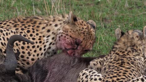 Gepard,-Acinonyx-Jubatus,-Erwachsene-Essen-ein-Kill,-ein-Wildebest-Masai-Mara-Park-in-Kenia,-Real-Time-4K