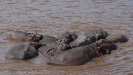 Nilpferd,-Nilpferd-Amphibius-Gruppe-stehend-im-Fluss,-Masai-Mara-Park-in-Kenia,-Real-Time-4K