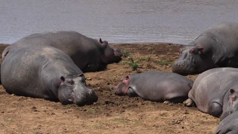 Hipopótamo,-hippopotamus-amphibius,-grupo-de-pie-cerca-del-río,-Parque-Masai-Mara-en-Kenia,-en-tiempo-Real-4K