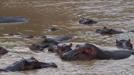 Nilpferd,-Nilpferd-Amphibius-Gruppe-stehend-im-Fluss,-Masai-Mara-Park-in-Kenia,-Real-Time-4K