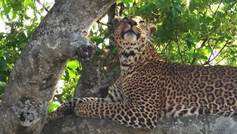 Leopard,-panthera-pardus,-Adult-standing-in-Tree,-Masai-Mara-Park-in-Kenya,-Real-Time-4K