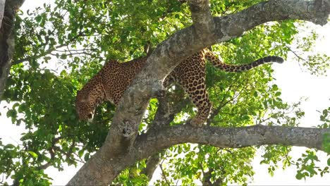 Leopard,-panthera-pardus,-Adult-standing-in-Tree,-Masai-Mara-Park-in-Kenya,-Real-Time-4K